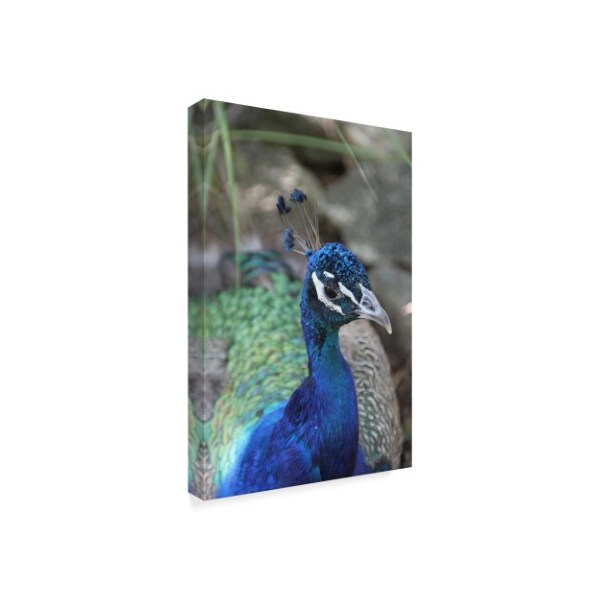 Robert Michaud 'Peacock Closeup' Canvas Art,30x47